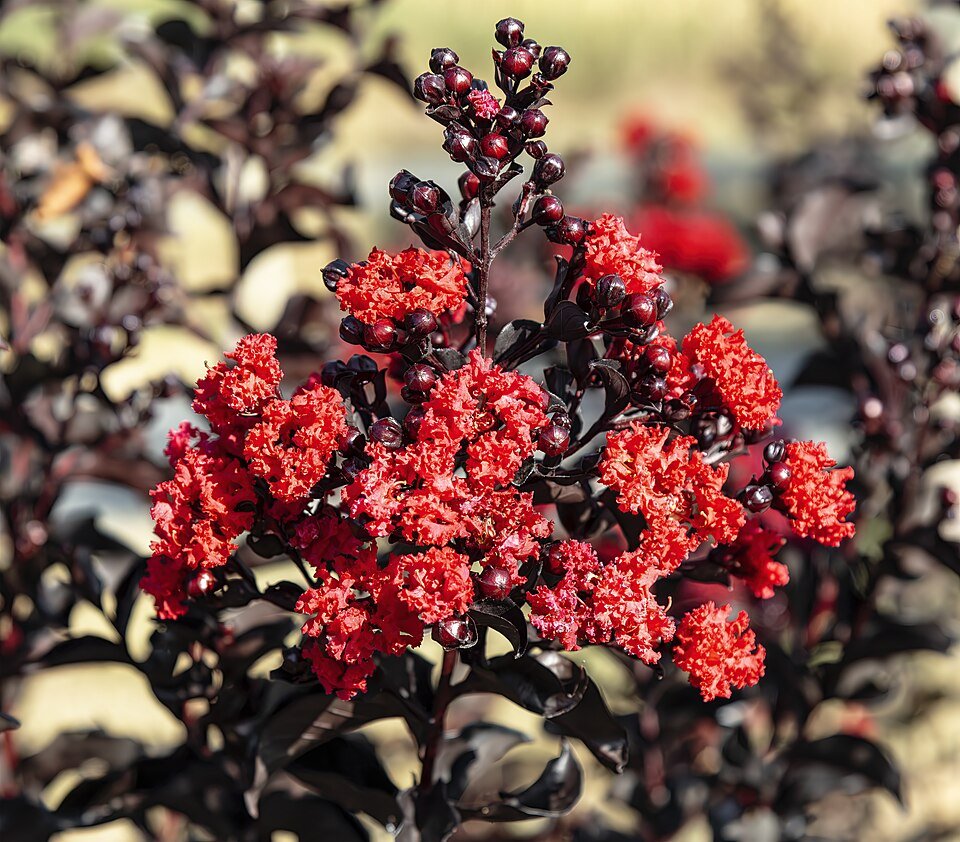 Rode Lagerstroemia indica bloemen in een tuinsetting.