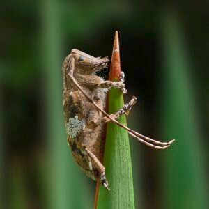 Yucca gloriosa plant met Mesosa nebulosa kever - zij-aanzicht.