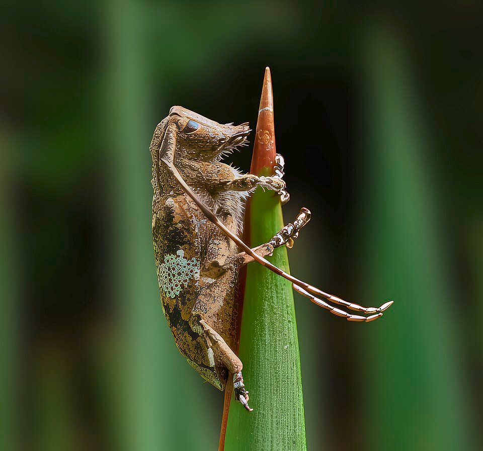 Yucca gloriosa plant met Mesosa nebulosa kever - zij-aanzicht.