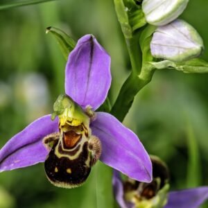 Mooie spiegelorchis bloem in natuurlijke omgeving, winterhard.