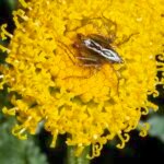 Santolina chamaecyparissus met heiligenbloem en spin.