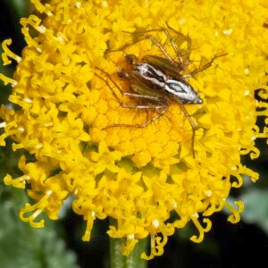 Santolina chamaecyparissus met heiligenbloem en spin.