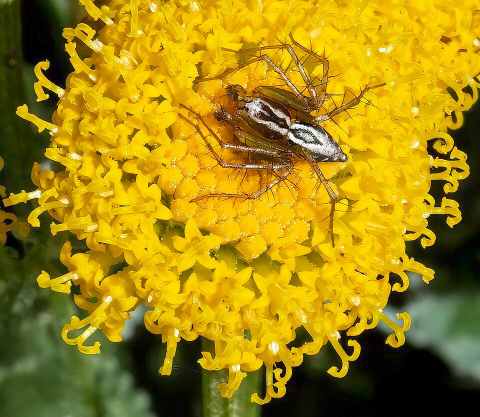 Santolina chamaecyparissus met heiligenbloem en spin.