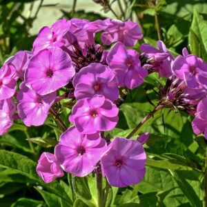 Light purple Phlox paniculata flowers in garden at Les Martels, Giroussens, Tarn.