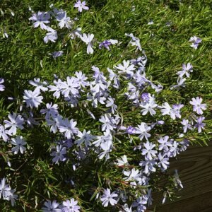 Phlox subulata bloemen in levendige blauwe tinten.