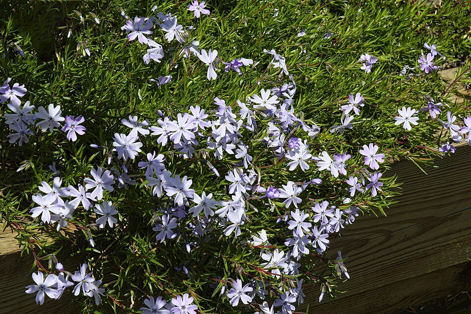 Phlox subulata bloemen in levendige blauwe tinten.