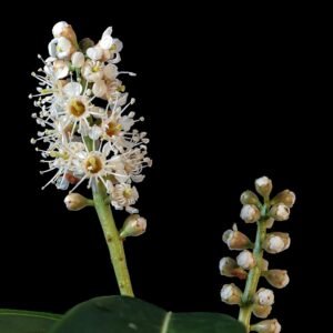 Laurierkers bloeiwijze met witte bloemen en donkergroene bladeren op kleigrond.