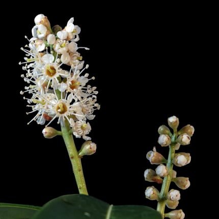 Laurierkers bloeiwijze met witte bloemen en donkergroene bladeren op kleigrond.