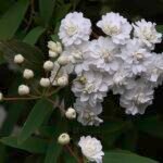 Spiraea cantoniensis bloeiende takken en knoppen in close-up.