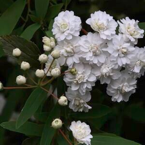 Spiraea cantoniensis bloeiende takken en knoppen in close-up.