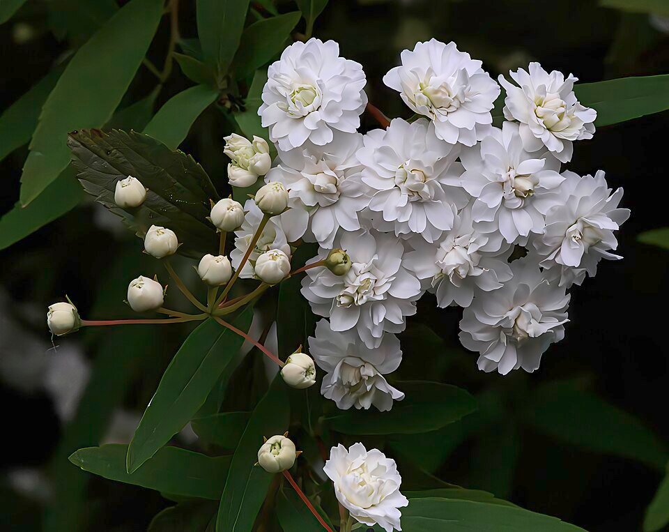 Spiraea cantoniensis bloeiende takken en knoppen in close-up.