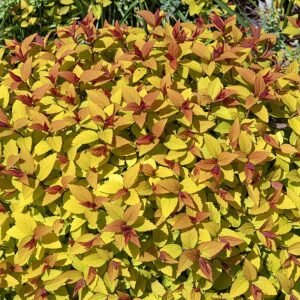 Spiraea struik met groen blad en rode bloemen.