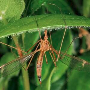 Close-up van Viburnum tinus bloem en bladeren met Tipula paludosa.