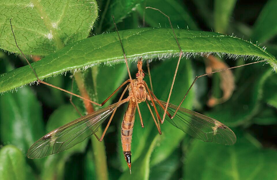 Close-up van Viburnum tinus bloem en bladeren met Tipula paludosa.