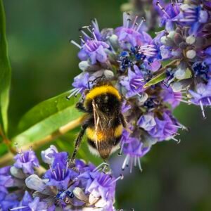 Monnikspeper in beperkt winterharde omgeving met zonlicht.