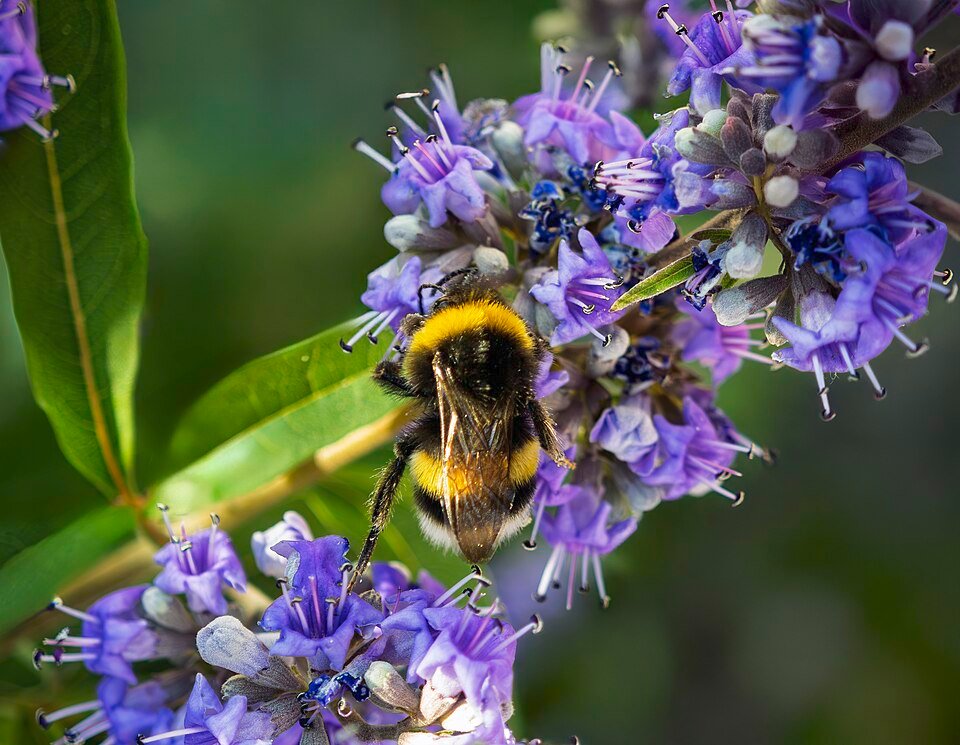 Monnikspeper in beperkt winterharde omgeving met zonlicht.