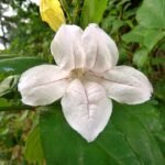 Mackaya Bella bloem in dichtbij gelegen weergave met zachte tinten.