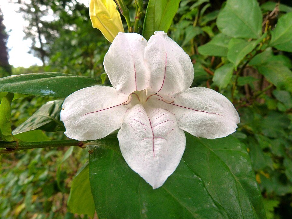 Mackaya Bella bloem in dichtbij gelegen weergave met zachte tinten.
