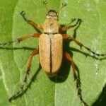 Macrodactylus subspinosus kever op bladeren in natuurlijke habitat.