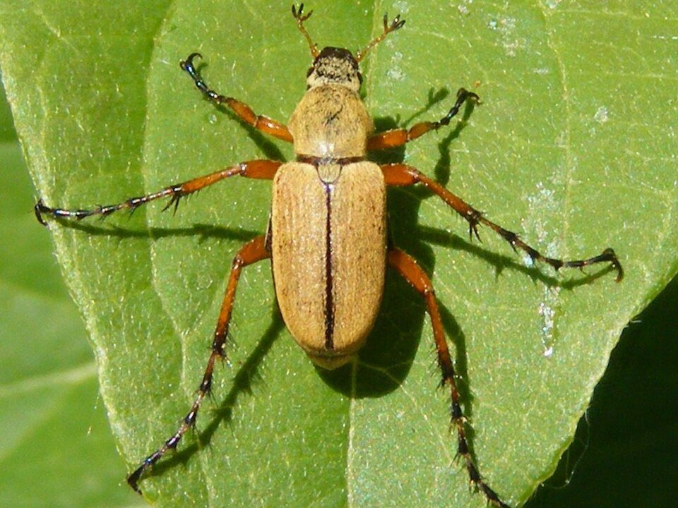 Macrodactylus subspinosus kever op bladeren in natuurlijke habitat.