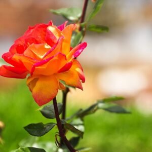 Elegante dame met een modieuze hoed in zwart-wit.