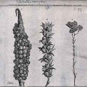 Arbutus menziesii boom in het wild met heldergroene bladeren.