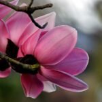 Magnolia campbellii bloemen in roze en witte tinten.