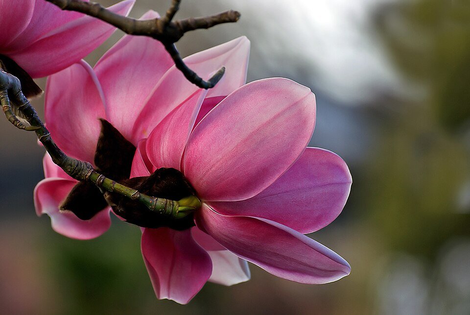 Magnolia campbellii bloemen in roze en witte tinten.