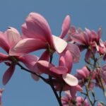 Prachtige Magnolia Galaxy bloem in volle bloei.