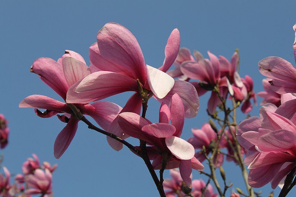 Prachtige Magnolia Galaxy bloem in volle bloei.