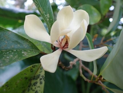Magnolia compressa bloem bij de ruïnes van Iha Castle, Uruma City, Okinawa.