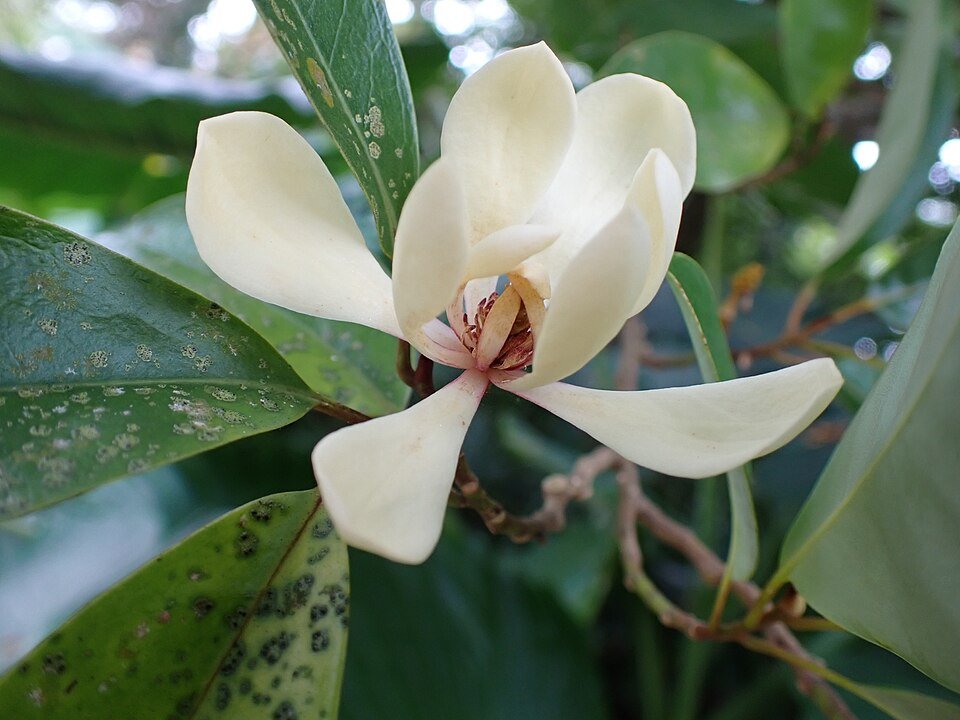 Magnolia compressa bloem bij de ruïnes van Iha Castle, Uruma City, Okinawa.