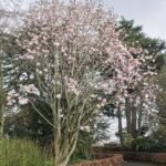 Prachtige witte bloemen van Magnolia dawsoniana.
