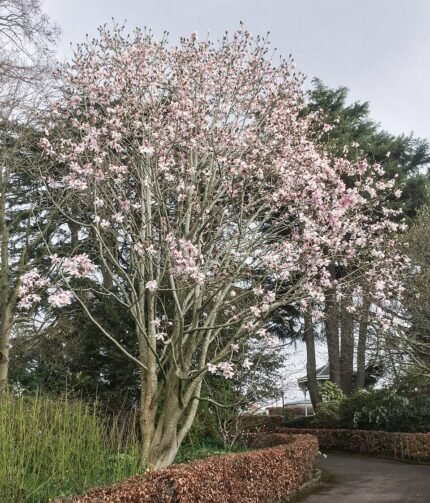 Prachtige witte bloemen van Magnolia dawsoniana.
