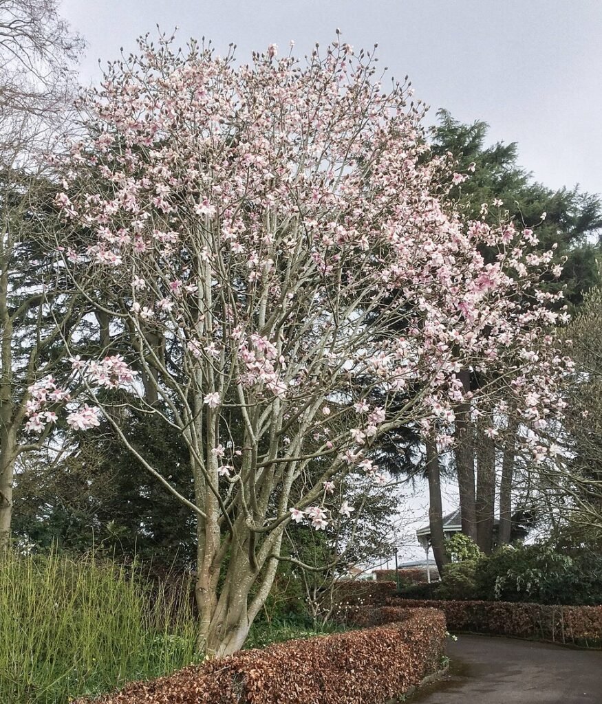 Prachtige witte bloemen van Magnolia dawsoniana.