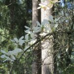 Bloeiende witte Magnolia denudata bloem op groene bladeren achtergrond.
