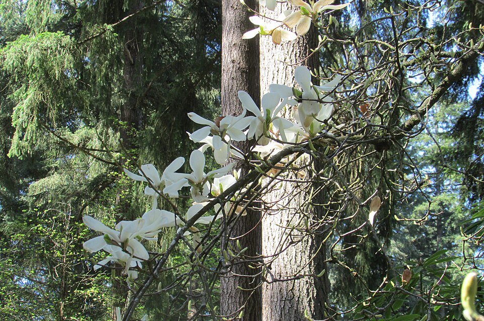 Bloeiende witte Magnolia denudata bloem op groene bladeren achtergrond.