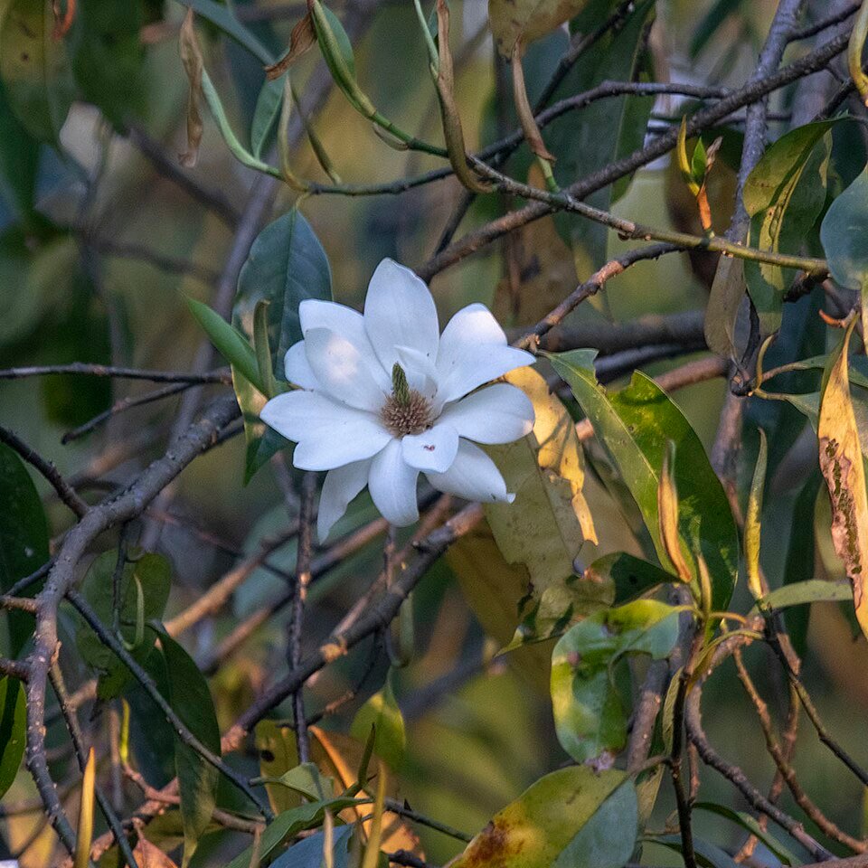 Magnolia doltsopa bloemen in volle bloei met witte bloemblaadjes.