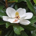 Close-up van een prachtige Magnolia grandiflora bloem in bloei.