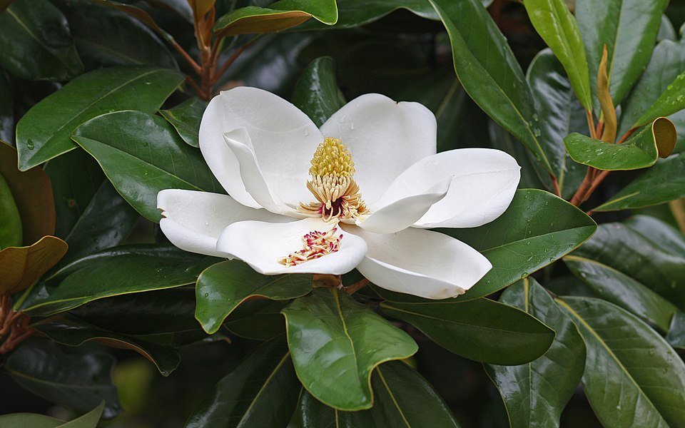 Close-up van een prachtige Magnolia grandiflora bloem in bloei.