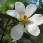 Magnolia laevifolia in volle bloei met glanzende bladeren.