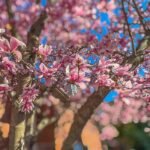 Magnolia liliiflora bloem in volle bloei met paarse bloemblaadjes.
