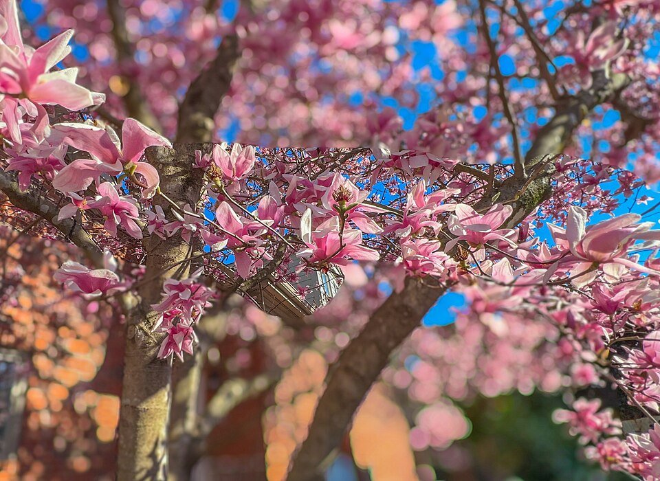Magnolia liliiflora bloem in volle bloei met paarse bloemblaadjes.