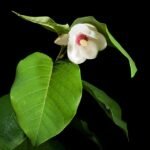 Magnolia sieboldii bloem met witte en roze bloemblaadjes en groene bladeren.
