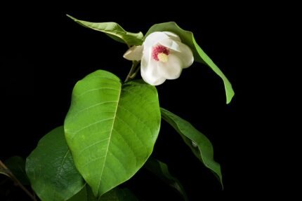 Magnolia sieboldii bloem met witte en roze bloemblaadjes en groene bladeren.