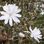 Witte bloemen van Magnolia stellata in close-up.