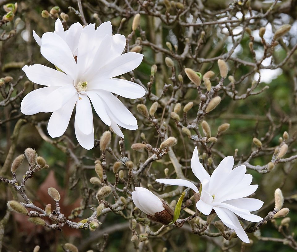 Witte bloemen van Magnolia stellata in close-up.