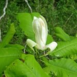 Magnolia tripetala bloem in close-up.
