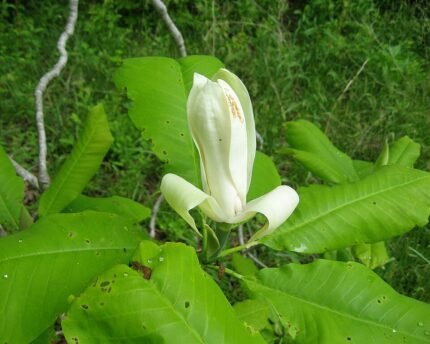 Magnolia tripetala bloem in close-up.