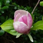 Roze magnoliabloesem op tak, in volle bloei.